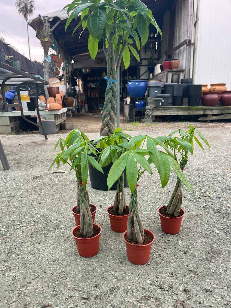 braided money tree Pachira aquatica (Money Tree) – Ricardo's Nursery