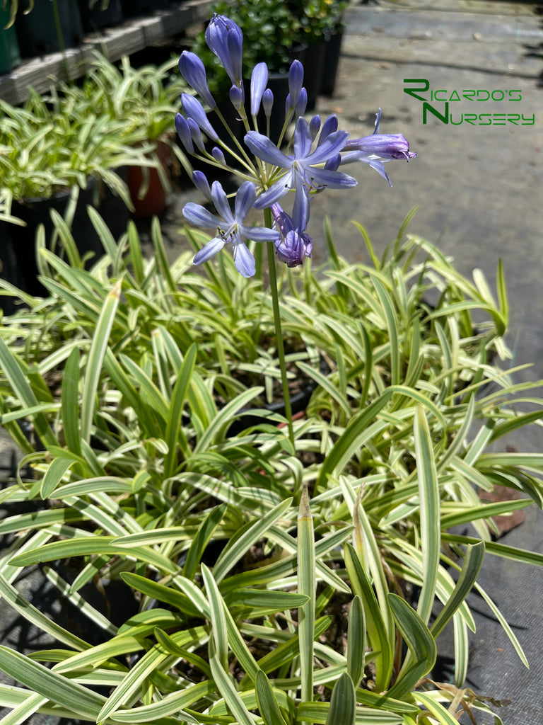 Agapanthus Pacific Sunset – Ricardo's Nursery