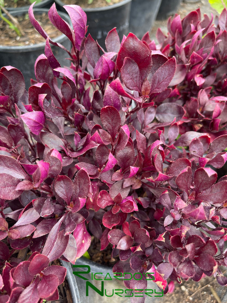 little ruby plant indoor Alternanthera 'Little Ruby'