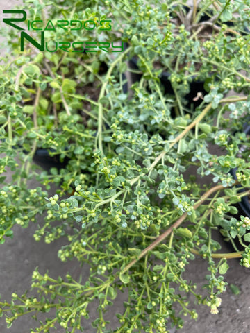 Baccharis pilularis ‘Pigeon Point’  (Dwarf Coyote Brush)