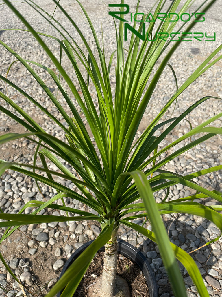 elephant foot ponytail palm for sale Beaucarnea recurvata (Elephant's Foot/ Ponytail Palm) – Ricardo's Nursery