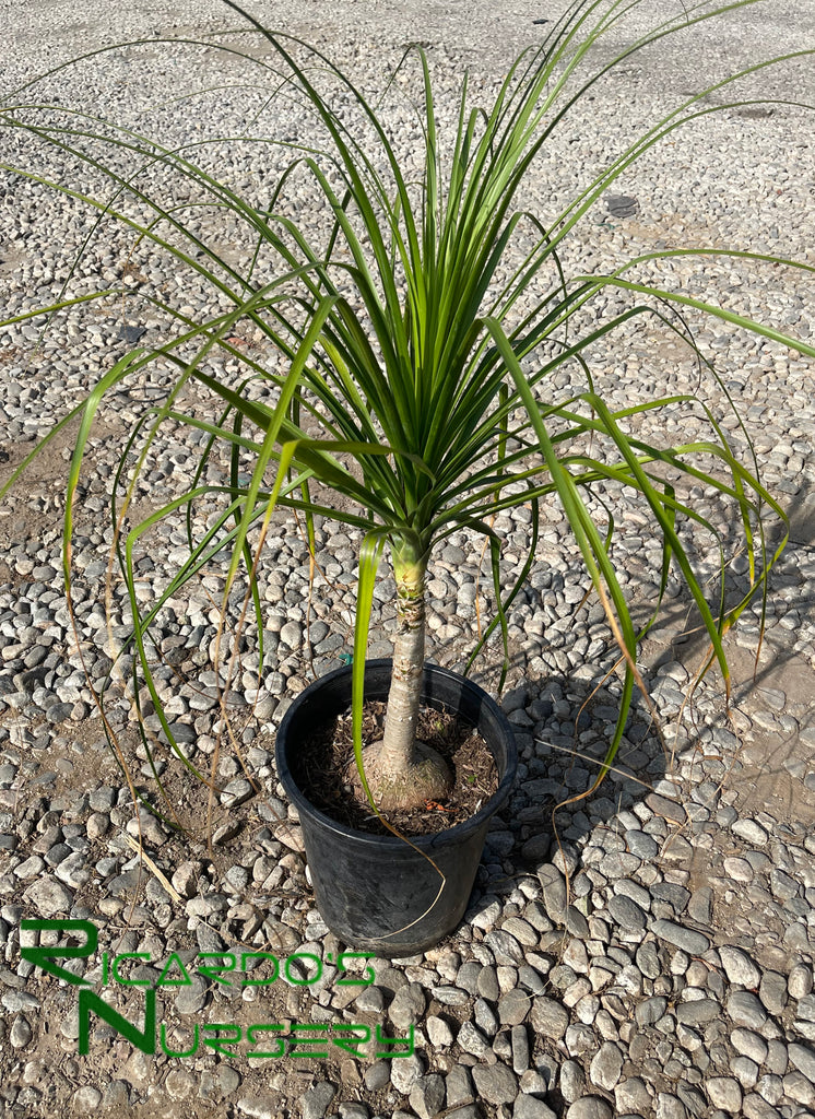 ponytail palm Beaucarnea recurvata (Elephant's Foot/ Ponytail Palm)