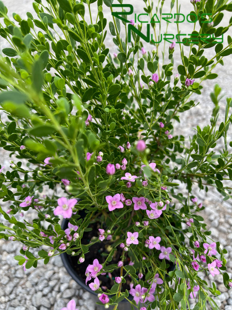 boronia crenulata shark bay plant Boronia crenulata 'Shark Bay'