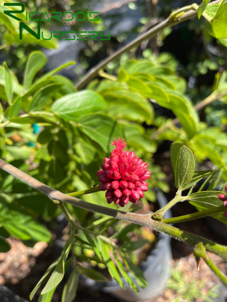 Calliandra haematocephala (Red Powder Puff)  Ricardo's Nursery