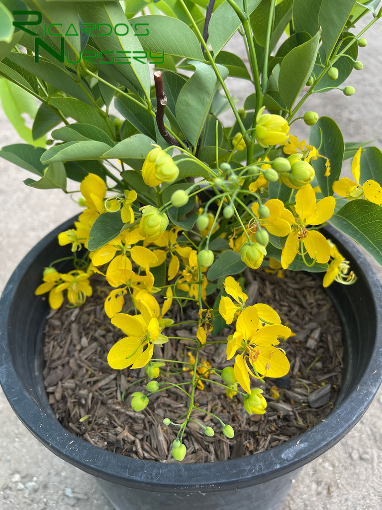 golden shower tree bonsai Cassia fistula (Golden Shower Tree) – Ricardo's Nursery