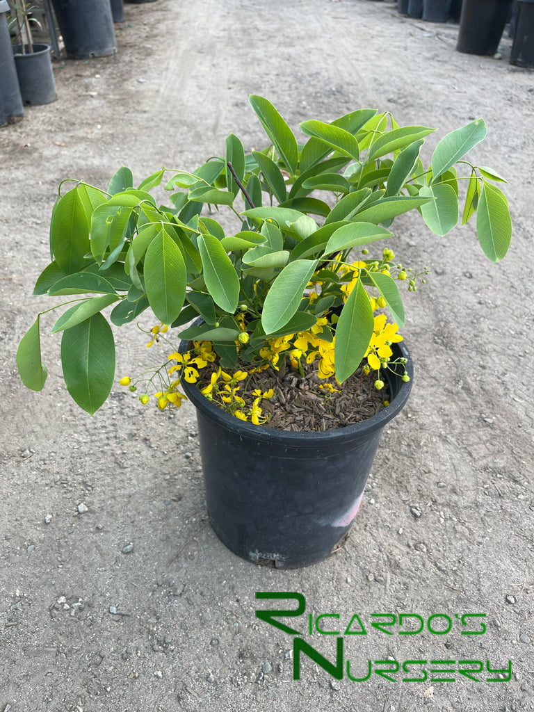 Cassia fistula (Golden Shower Tree) – Ricardo's Nursery
