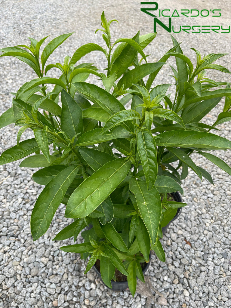 cestrum nocturnum plant Cestrum nocturnum (Night Blooming Jasmine) – Ricardo's Nursery