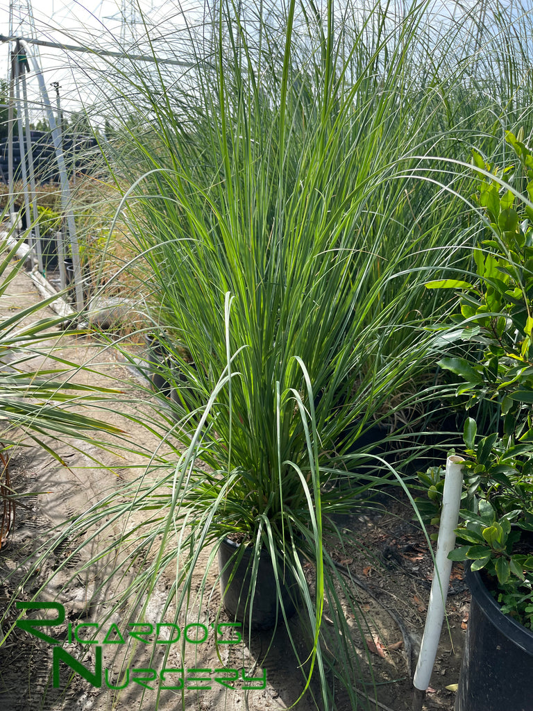 canhot seeds -100pcs blue pampas grass cortaderia selloana flower Cortaderia selloana (Pampas Grass) – Ricardo's Nursery