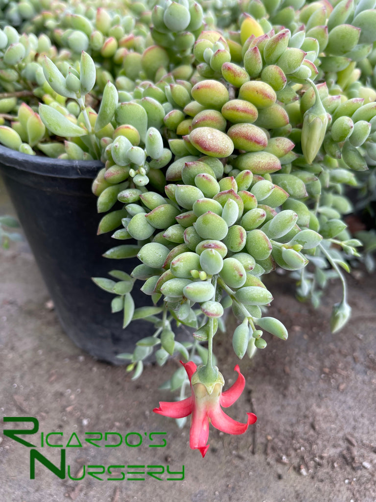 Cotyledon pendens – Ricardo's Nursery