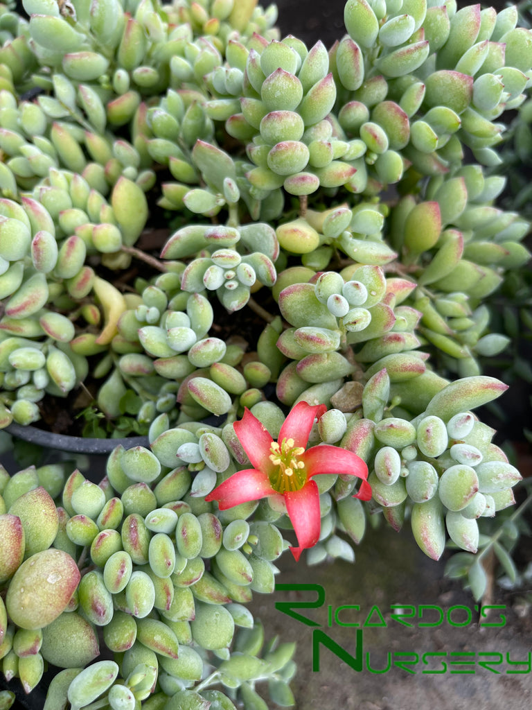 cotyledon succulents Cotyledon pendens – Ricardo's Nursery