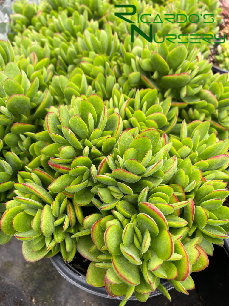 money succulent plant Crassula 'Money Maker' – Ricardo's Nursery