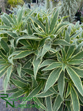 Echium candicans 'Star of Madeira'  (Variegated Pride of Madeira)