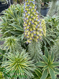 Echium candicans 'Star of Madeira'  (Variegated Pride of Madeira)