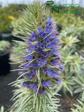 Echium candicans 'Star of Madeira'  (Variegated Pride of Madeira)