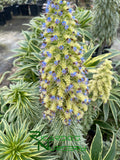 Echium candicans 'Star of Madeira'  (Variegated Pride of Madeira)