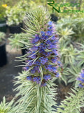 Echium candicans 'Star of Madeira'  (Variegated Pride of Madeira)