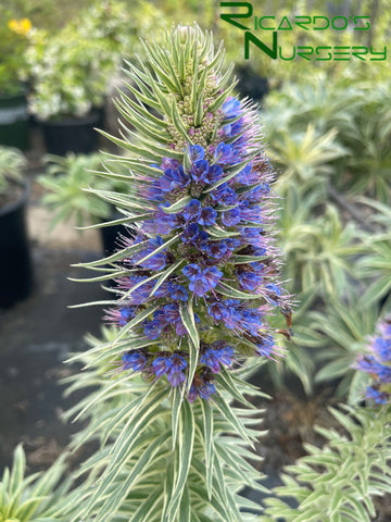Echium candicans 'Star of Madeira'  (Variegated Pride of Madeira)
