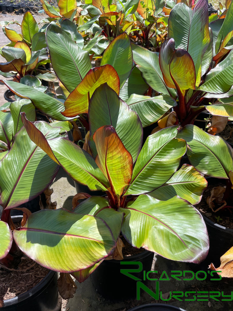 Ensete Maurelii (Red Banana) – Ricardo's Nursery