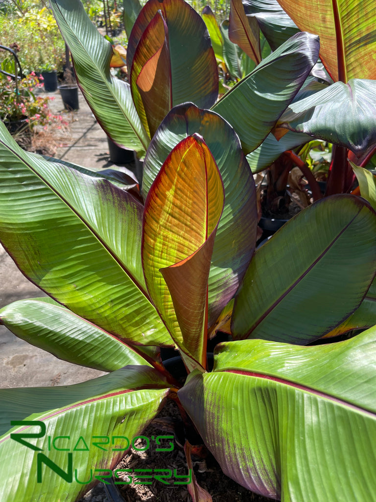red banana elephant ear plant Ensete Maurelii (Red Banana) – Ricardo's Nursery