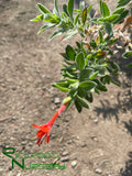 Epilobium canum 'Everett's Choice'  (California Fuchsia)