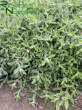 Epilobium canum 'Everett's Choice'  (California Fuchsia)
