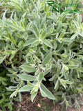 Epilobium canum 'Everett's Choice'  (California Fuchsia)
