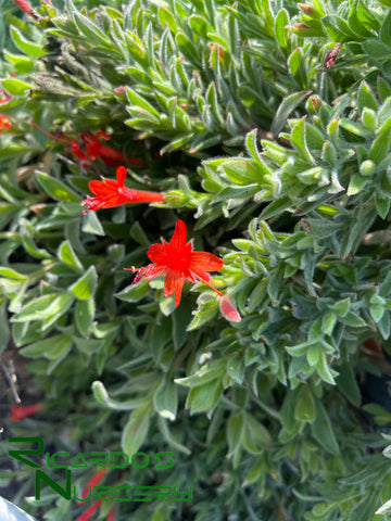 Epilobium canum 'Everett's Choice'  (California Fuchsia)