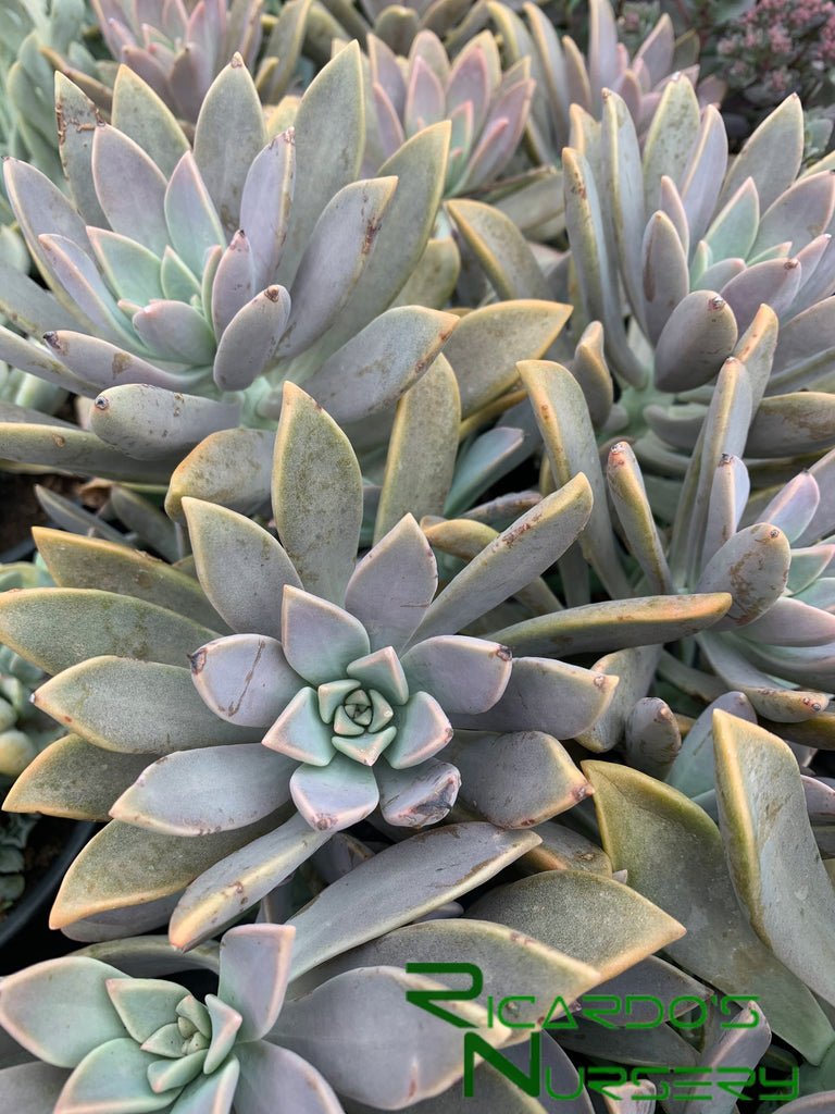 ghost succulent plant Graptopetalum paraguayense (Ghost Plant) – Ricardo's Nursery