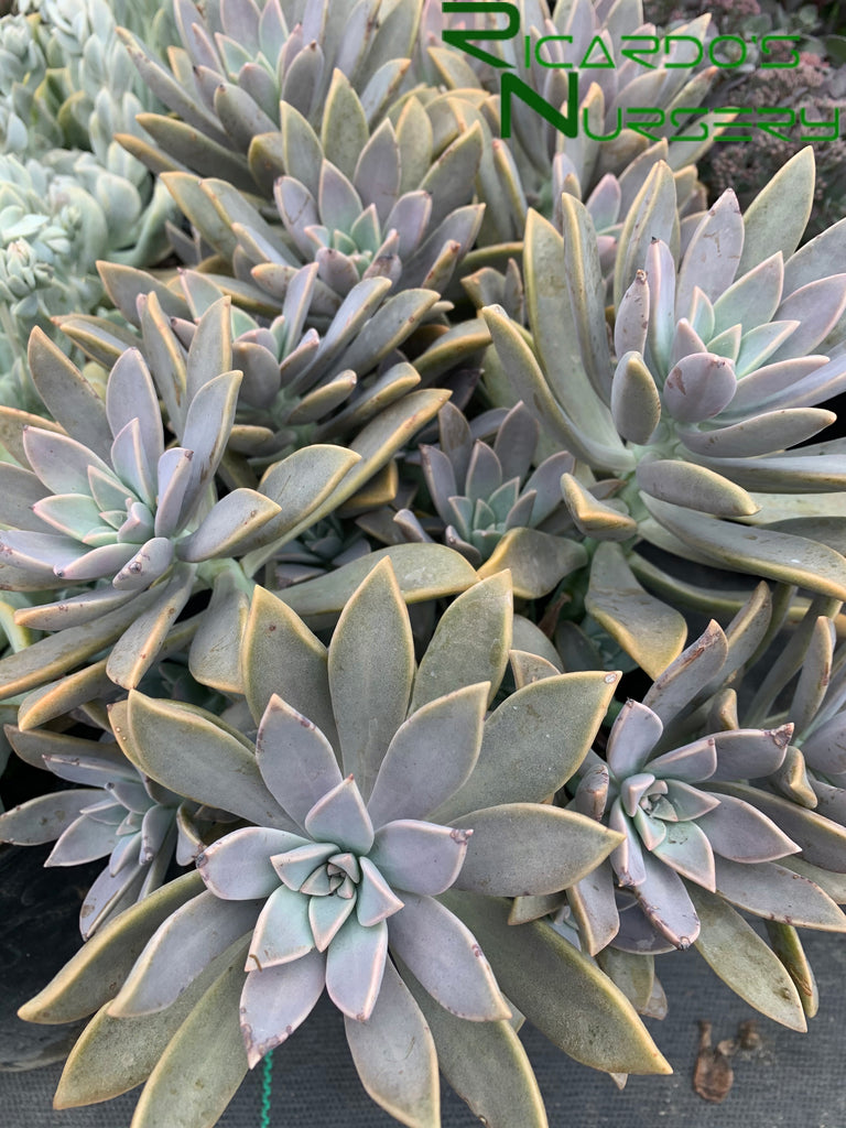 hanging ghost plant Graptopetalum paraguayense (Ghost Plant) – Ricardo's Nursery