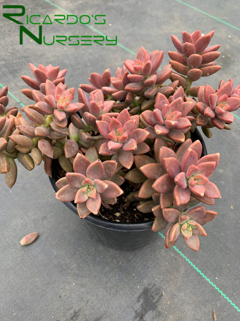 Graptosedum 'Vera Higgins'