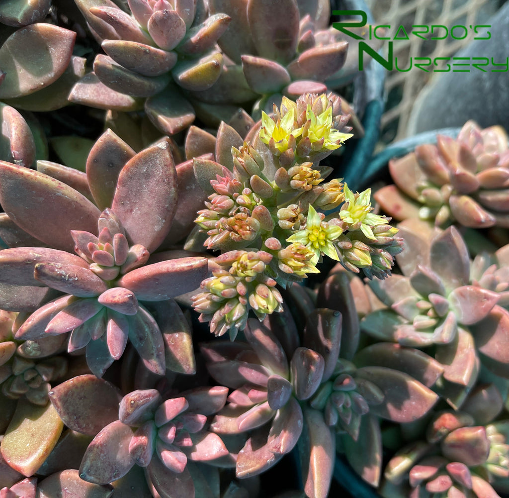 vera higgins succulent Graptosedum 'Vera Higgins' – Ricardo's Nursery