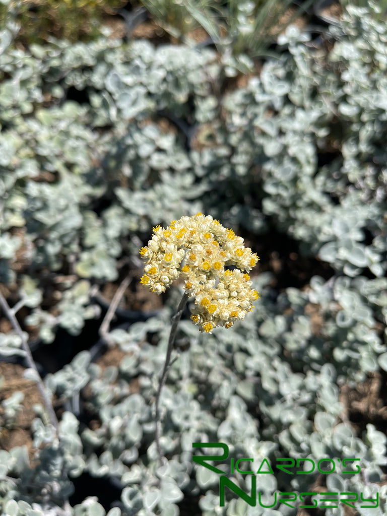licorice plant Helichrysum petiolare (Licorice Plant) – Ricardo's Nursery