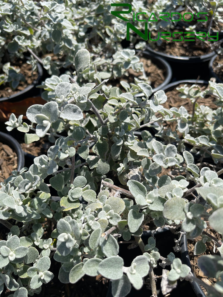 Helichrysum petiolare (Licorice Plant) – Ricardo's Nursery