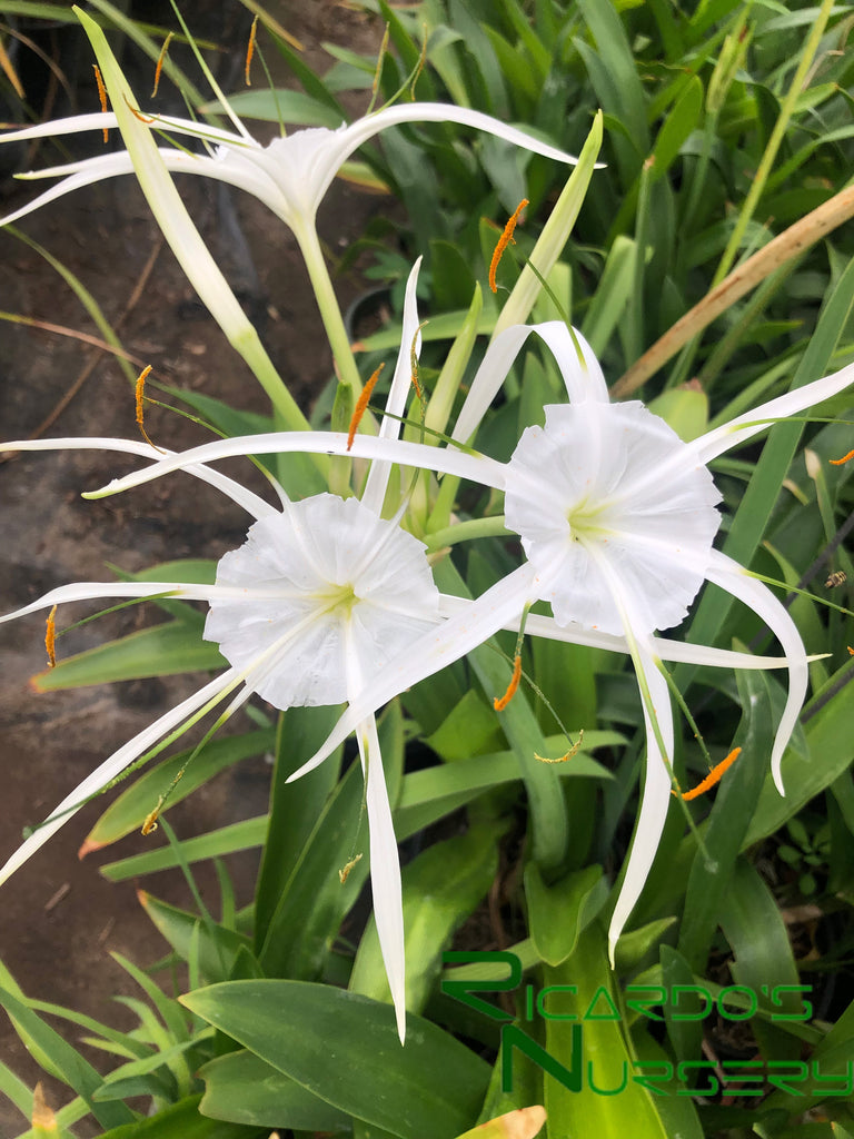 hymenocallis occidentalis spider lily Hymenocallis occidentalis (Spider Lily)