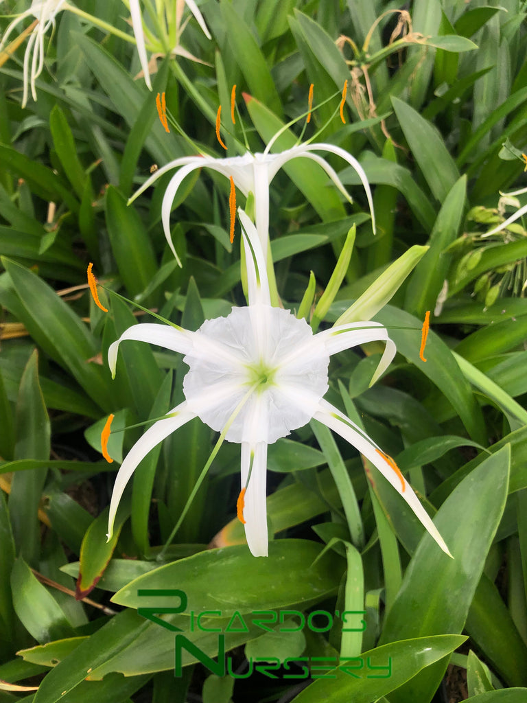 beach spider lily plant Hymenocallis occidentalis (Spider Lily) – Ricardo's Nursery