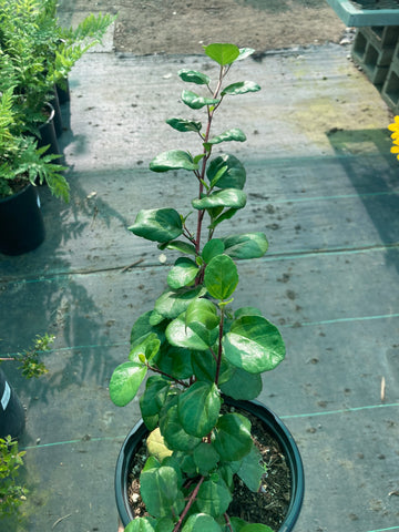 Ribes viburnifolium (Catalina Perfume/Island Gooseberry/Evergreen Currant)