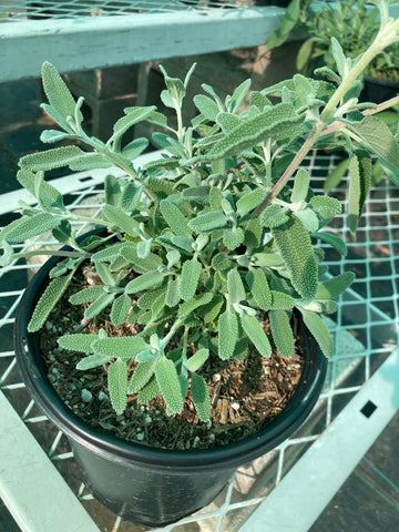 Salvia leucophylla 'Point Sal'  (Point Sal Purple Sage)