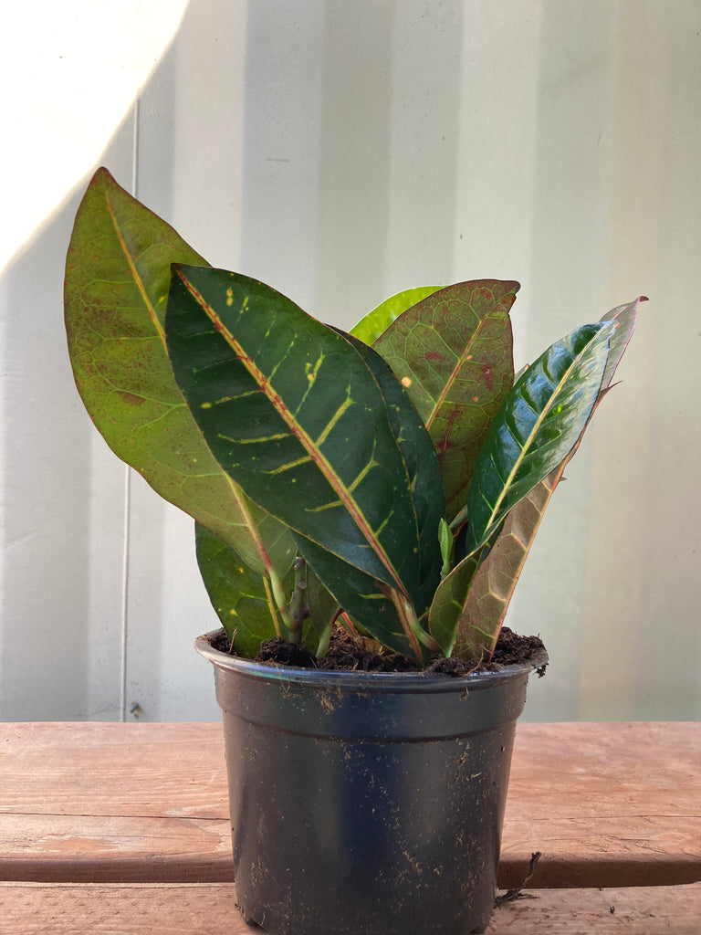 croton petra house plant Codiaeum 'Petra' (Croton) – Ricardo's Nursery