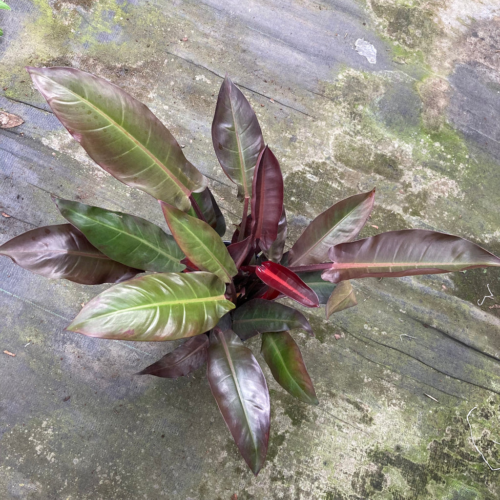 Philodendron Imperial Red – Ricardo's Nursery