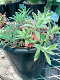 Epilobium canum 'Everett's Choice'  (California Fuchsia)
