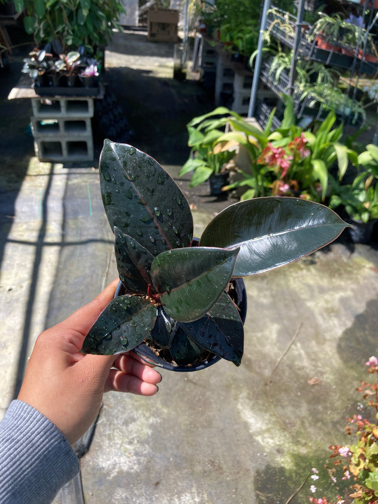 burgundy rubber tree toxic to cats Ficus elastica 'Burgundy' (Burgundy Rubber Tree) – Ricardo's Nursery