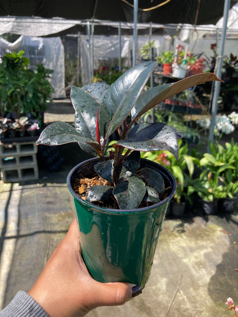 burgandy rubber tree Ficus elastica 'Burgundy' (Burgundy Rubber Tree) – Ricardo's Nursery