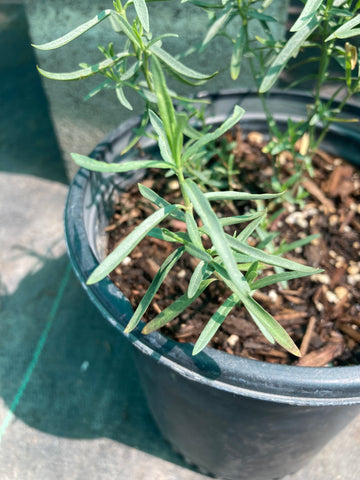 Asclepias fascicularis ( Narrowleaf Milkweed)