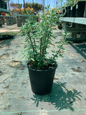 Salvia 'Pozo Blue' (Pozo Blue Sage)