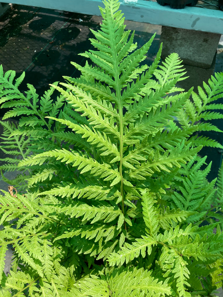 Woodwardia Fimbriata (giant Chain Fern) – Ricardo's Nursery