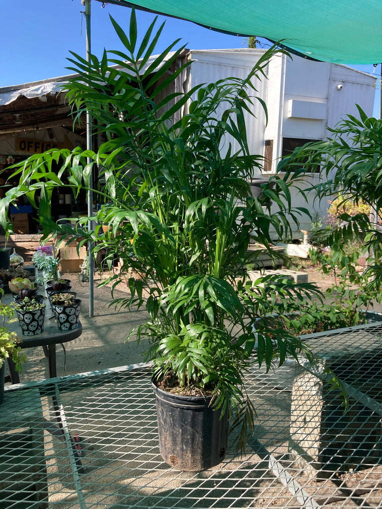 outdoor parlor palm Bella Palm – Ricardo's Nursery