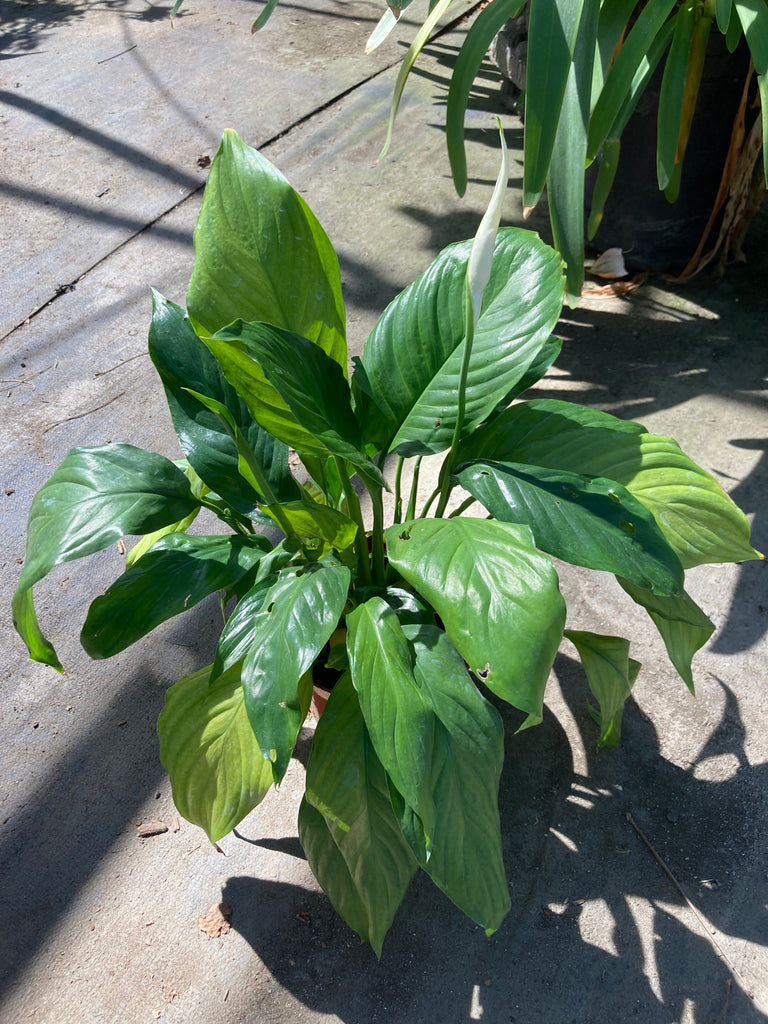platinum peace lily Spathiphyllum (Peace Lily) – Ricardo's Nursery