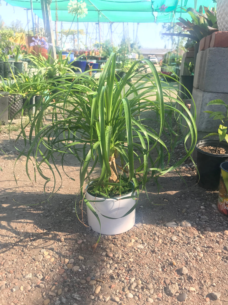 elephant ponytail palm Beaucarnea recurvata (Elephant's Foot/ Ponytail Palm) – Ricardo's Nursery