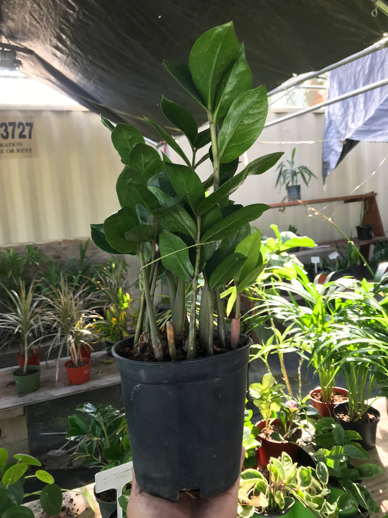 zz plant shade Zamioculcas zamiifolia (ZZ Plant)