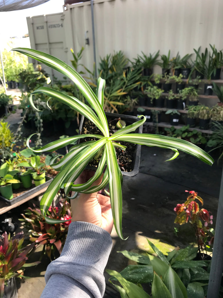 chlorophytum 'atlantic' Chlorophytum comosum (Spider Plant) – Ricardo's Nursery